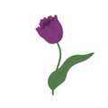 Gorgeous blossomed violet tulip. Elegant spring flower with stem and leaf isolated on white background. Colorful flat