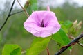 Pink Morning Glory with Dewdrops and a Little Butterfly, Iguazu Falls National Park, Puerto Iguazu, Argentina