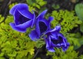 Gorgeous blue anemone flowers