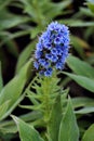 Gorgeous blue blossoms of the pride of Madeira flower. Echium Candicans Pride of Madeira blue flower spike in a garden with a
