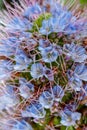 gorgeous blue blossoms of the pride of Madeira flower