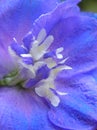 Gorgeous blue delphinium