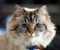 Beautiful blue eyes female cat