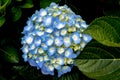 Gorgeous Blue Hydrangeas in Dark Background Royalty Free Stock Photo
