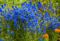 A Large patch of Blue Delphinium flowers in a sunny garden Royalty Free Stock Photo