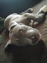 Gorgeous blue pitbull love eyes