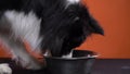The owner is trying to take away the dogs bowl, border collie eating, close up