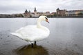 Gorgeous bottom-up view on ancient Charles Bridge, Vltava river embankment and swan close up, dramatic sky Prague, Czech Republic Royalty Free Stock Photo