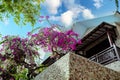 A gorgeous bougainvillea in front of Rock Water Bay Resort in Mui Ne beach, PhanThiet, Vietnam Royalty Free Stock Photo