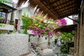 A gorgeous bougainvillea in front of Rock Water Bay Resort in Mui Ne beach, PhanThiet, Vietnam Royalty Free Stock Photo