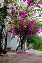 A gorgeous bougainvillea in front of Rock Water Bay Resort in Mui Ne beach, PhanThiet, Vietnam Royalty Free Stock Photo