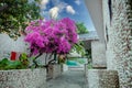 A gorgeous bougainvillea in front of Rock Water Bay Resort in Mui Ne beach, PhanThiet, Vietnam Royalty Free Stock Photo