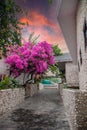 A gorgeous bougainvillea in front of Rock Water Bay Resort in Mui Ne beach, PhanThiet, Vietnam Royalty Free Stock Photo