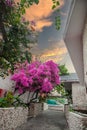 A gorgeous bougainvillea in front of Rock Water Bay Resort in Mui Ne beach, PhanThiet, Vietnam Royalty Free Stock Photo