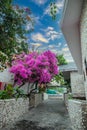 A gorgeous bougainvillea in front of Rock Water Bay Resort in Mui Ne beach, PhanThiet, Vietnam Royalty Free Stock Photo