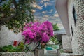 A gorgeous bougainvillea in front of Rock Water Bay Resort in Mui Ne beach, PhanThiet, Vietnam Royalty Free Stock Photo