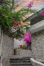 A gorgeous bougainvillea in front of Rock Water Bay Resort in Mui Ne beach, PhanThiet, Vietnam Royalty Free Stock Photo