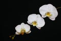 Beautiful white phalaenopsis and yellow cymbidium orchids on dark background