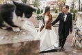 Gorgeous bride and stylish groom  walking near cute black and white cat in european city street in autumn. happy wedding couple Royalty Free Stock Photo