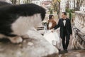 Gorgeous bride and stylish groom  walking near cute black and white cat in european city street in autumn. happy wedding couple Royalty Free Stock Photo