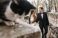 Gorgeous bride and stylish groom  walking near cute black and white cat in european city street in autumn. happy wedding couple Royalty Free Stock Photo