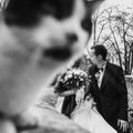 Gorgeous bride and stylish groom  walking near cute black and white cat in european city street in autumn. happy wedding couple Royalty Free Stock Photo