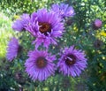 Gorgeous Bright & Attractive Purple Aster Flowers