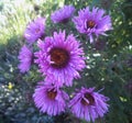 Gorgeous Bright & Attractive Purple Aster Flowers