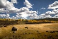 Gorgeous bright autumn view of Dixie National forest with a large field, lava rock, and autumnal leaves Royalty Free Stock Photo