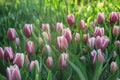 Gorgeous bright field of purple or pink tulips with the sun shining on them