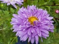 Purple garden aster close up. Royalty Free Stock Photo
