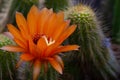 Gorgeous bright orange flower blooming on a cactus