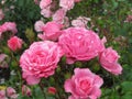 Gorgeous Bright Pink Rose Flowers In Park Garden