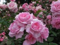 Gorgeous Bright Pink Rose Flowers In Park Garden