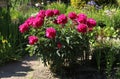 Gorgeous bright pink terry peony flowers