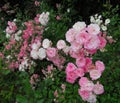 Gorgeous Bright Pink  White Rose Flowers Blooming In July Royalty Free Stock Photo