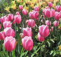 Gorgeous & Bright Pink & Yellow Tulip Flowers Blossom In Vancouver Garden In Spring 2019 Royalty Free Stock Photo