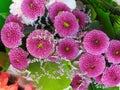 Gorgeous Bright Purple Dahlias, a Wizard Of Oz Ball Flowers Bouquet