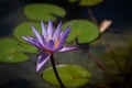 Gorgeous bright purple water lily in a pond