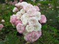 Gorgeous Bright White Pink Rose Flowers Blossom In Vancouver Q.E Park Rose Garden Royalty Free Stock Photo