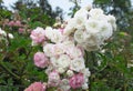 Gorgeous Bright White Pink Rose Flowers Blossom In Vancouver Q.E Park Rose Garden Royalty Free Stock Photo