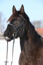 Gorgeous brown horse with black bridle in winter Royalty Free Stock Photo