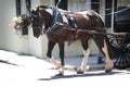 Gorgeous brown and white horse pulling carriage in Charleston, South Carolina. Royalty Free Stock Photo