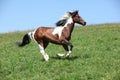 Gorgeous brown and white stallion of paint horse running Royalty Free Stock Photo