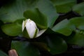Gorgeous bud of a white water lily about to open Royalty Free Stock Photo