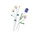 Gorgeous bunch of blossomed wildflowers like pansies and clovers. Delicate wild flowers isolated on white background