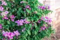Gorgeous bush clematis with large bright pink flowers. Royalty Free Stock Photo