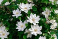 Gorgeous bush clematis with large bright white flowers Royalty Free Stock Photo