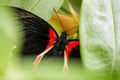 Red mormon or scarlet mormon hidden behind the leaves