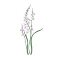 Gorgeous camas or quamash flowers isolated on white background. Elegant natural drawing of wild edible perennial